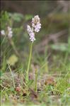 Neotinea lactea (Poir.) R.M.Bateman, Pridgeon & M.W.Chase