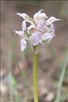 Neotinea lactea (Poir.) R.M.Bateman, Pridgeon & M.W.Chase