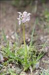 Neotinea lactea (Poir.) R.M.Bateman, Pridgeon & M.W.Chase