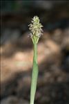 Neotinea maculata (Desf.) Stearn
