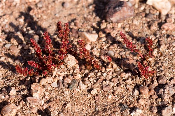 Crassula tillaea Lest.-Garl.