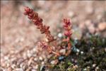 Crassula tillaea Lest.-Garl.