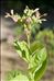 Nicotiana tabacum L.