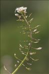 Noccaea caerulescens (J.Presl & C.Presl) F.K.Mey.