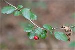 Crataegus laevigata (Poir.) DC.