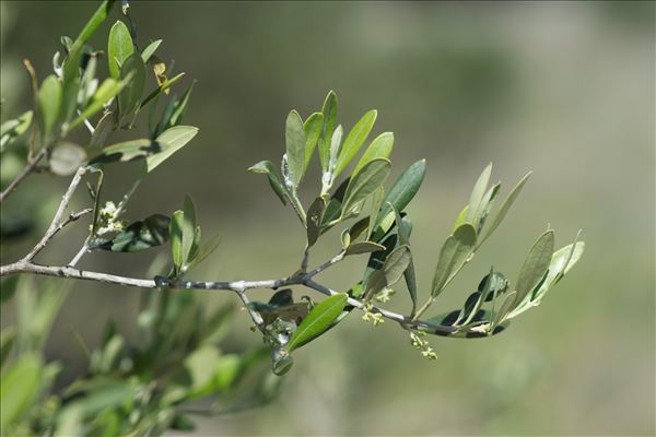 Olea europaea L. subsp. europaea