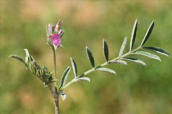 Onobrychis caput-galli (L.) Lam.