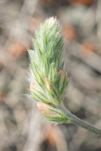 Onobrychis saxatilis (L.) Lam.