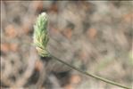 Onobrychis saxatilis (L.) Lam.