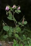 Ononis rotundifolia L.