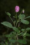 Ononis rotundifolia L.