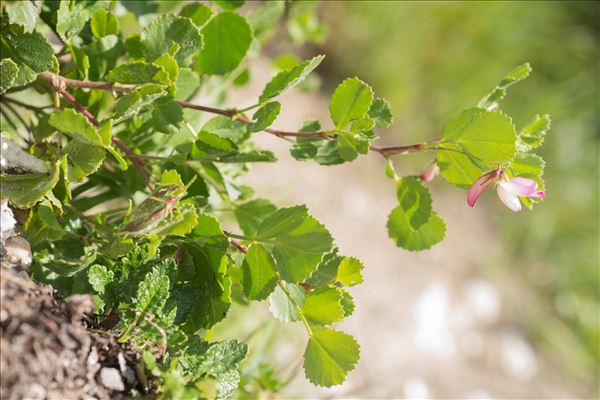 Ononis rotundifolia L.