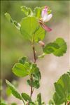 Ononis rotundifolia L.