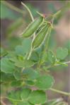 Ononis rotundifolia L.