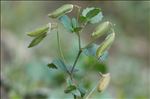 Ononis rotundifolia L.