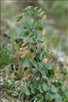 Ononis rotundifolia L.