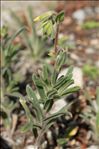 Onosma helvetica (A.DC.) Boiss.
