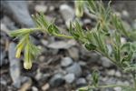 Onosma tricerosperma subsp. fastigiata (Braun-Blanq.) G.López