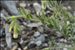 Onosma tricerosperma subsp. fastigiata (Braun-Blanq.) G.López
