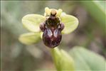 Ophrys bombyliflora Link