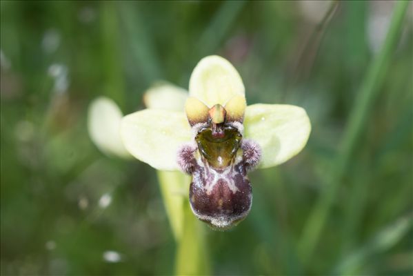 Ophrys bombyliflora Link