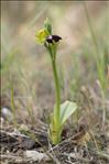 Ophrys fusca Link