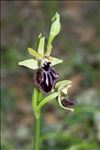 Ophrys incubacea Bianca