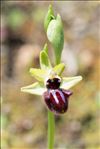 Ophrys incubacea Bianca