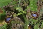 Ophrys speculum Link