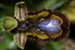 Ophrys speculum Link