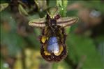 Ophrys speculum Link