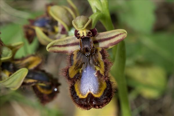 Ophrys speculum Link