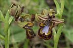 Ophrys speculum Link