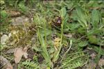 Ophrys speculum Link