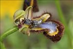 Ophrys speculum Link