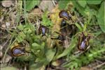 Ophrys speculum Link