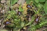 Ophrys speculum Link