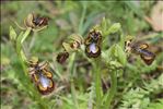 Ophrys speculum Link