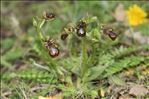 Ophrys speculum Link