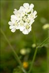 Orlaya grandiflora (L.) Hoffm.