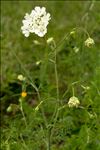 Orlaya grandiflora (L.) Hoffm.