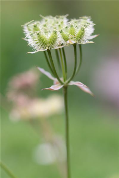 Orlaya grandiflora (L.) Hoffm.