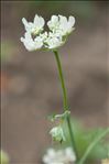 Orlaya grandiflora (L.) Hoffm.