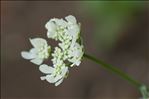 Orlaya grandiflora (L.) Hoffm.