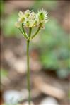 Orlaya grandiflora (L.) Hoffm.