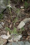 Orlaya platycarpos W.D.J.Koch