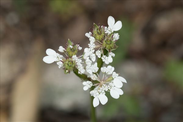 Orlaya platycarpos W.D.J.Koch