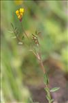 Ornithopus pinnatus (Mill.) Druce