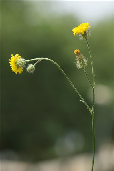 Crepis setosa Haller f.