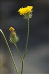 Crepis setosa Haller f.